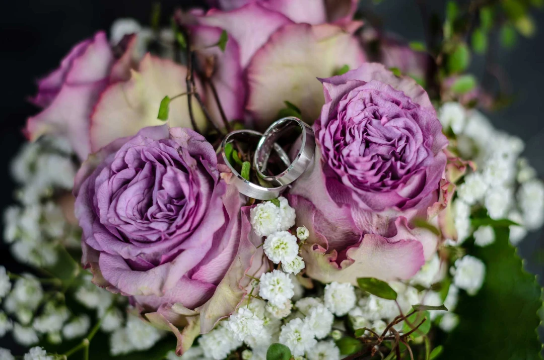 flower purple petal rose