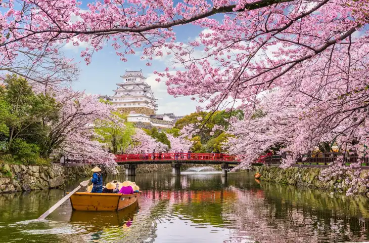 japan spring blossom cherry river view